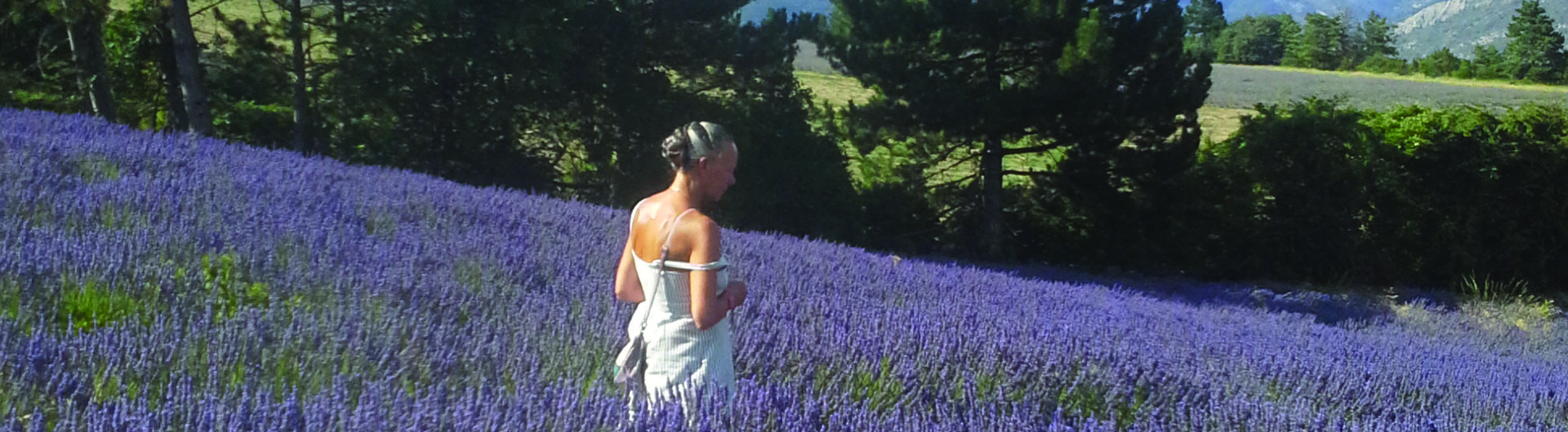 Lavander Fields